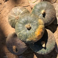 小南瓜實惠云南沙漠寶寶輔食板栗味無負擔零食板栗南瓜甜糯老南瓜